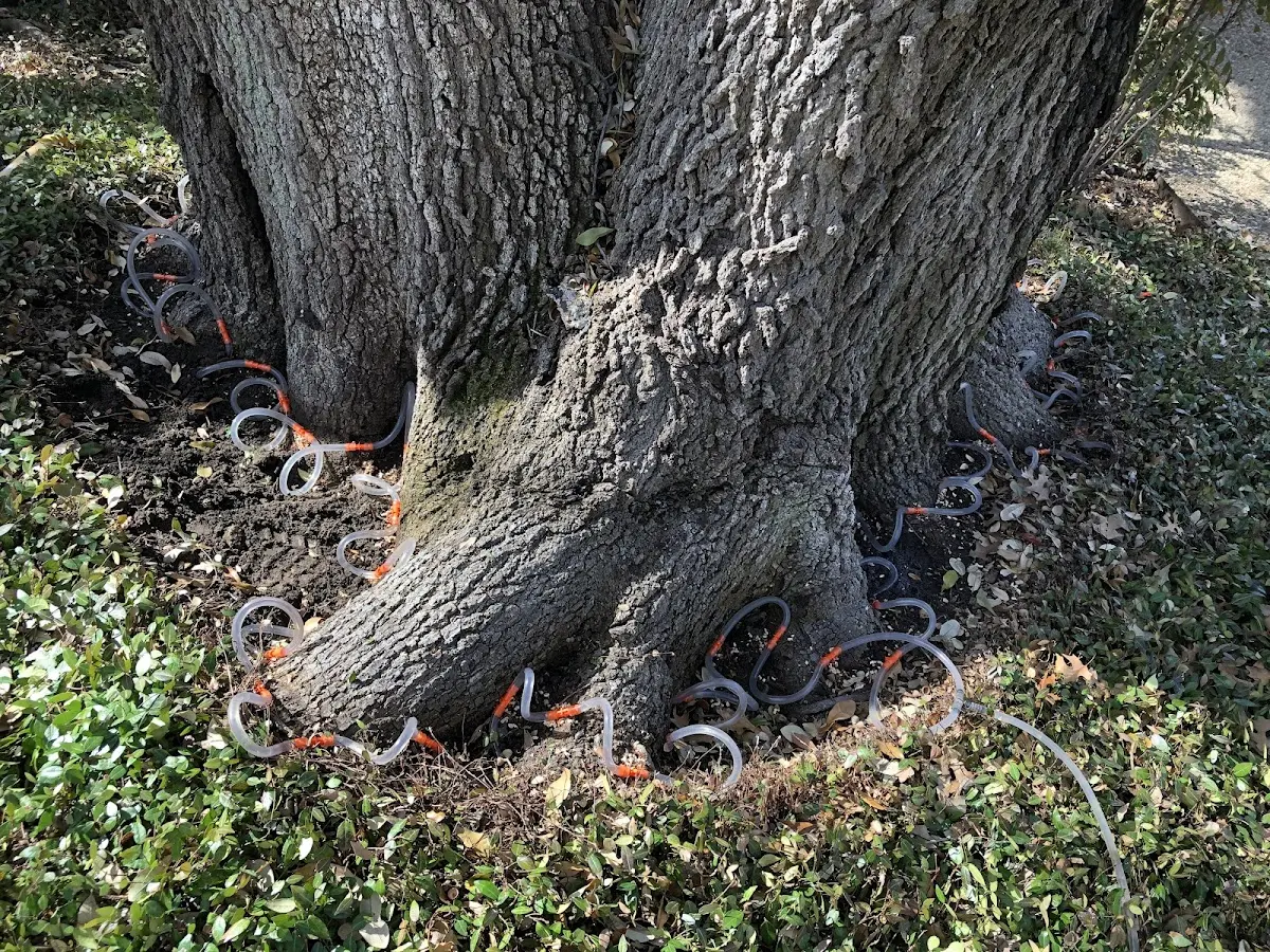 Detailed Tree Cabling and Bracing job site in Amboy