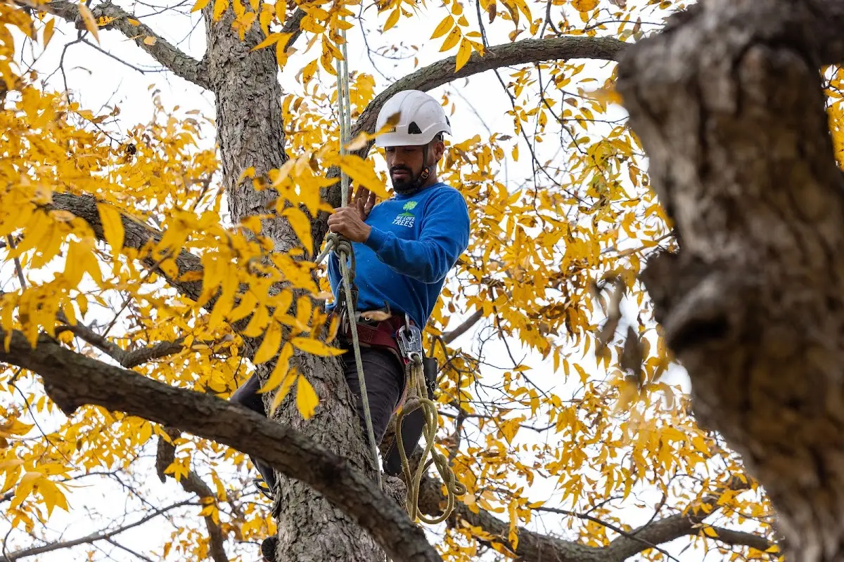Skilled Storm Damage Cleanup crew working in Amboy
